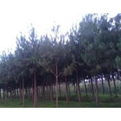 Lucy Mbugua's photo