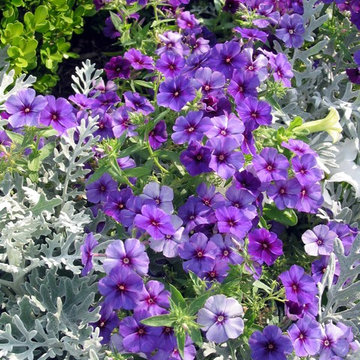 Miscellaneous Gardens and Pretty Things