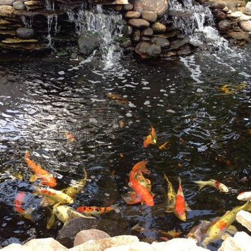Custom Koi Ponds