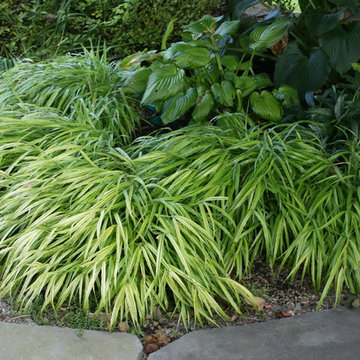 Shade Gardens