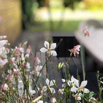 Gaura lindheimeri