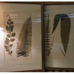 Transitional British Fern Prints - Fine Art Prints
