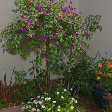 Planting Vignette for Coastal San Diego