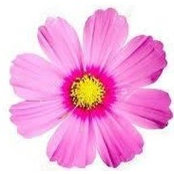 Foto von Arlene Flower
