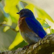 Lou Johnsons foto