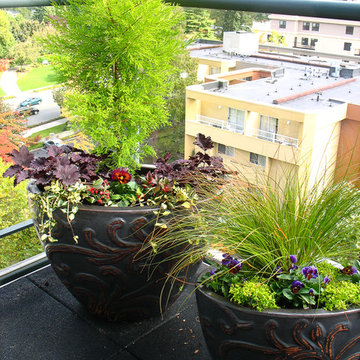Conifers in containers