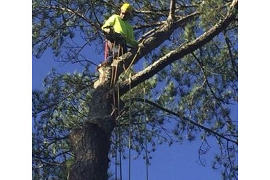 Tree Services in Laurinburg, NC