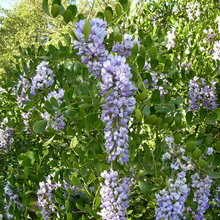 Landscape - Plants - Texas