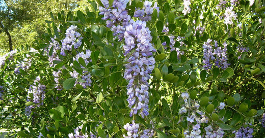 Great Design Plant: Texas Mountain Laurel