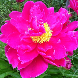 Perennials - Peony - Products