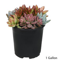 Brotzman Plant suggestions