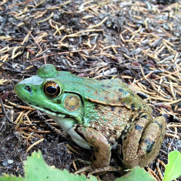 Garden Life
