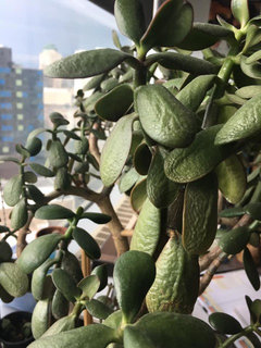 apple philodendron Philodendron Congo Apple main image 0