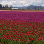 Sara Farooqui's photo