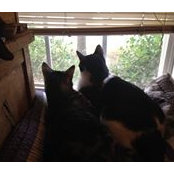 Toni Thomas's photo