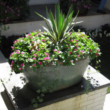 Container plantings