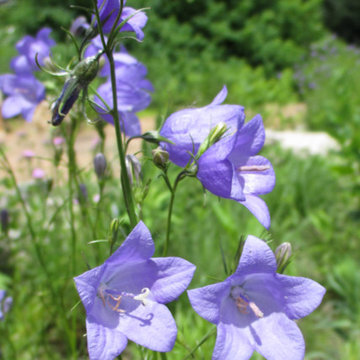 Harebell