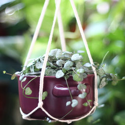 Jungle Bowl : Rosary Vine (Ceropegia woodii) - Plants