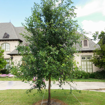 Lacebark Elm