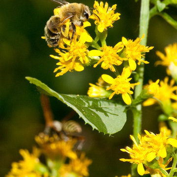 Solidago flexicaulis