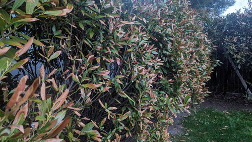 Severe browning of Skip Laurels leaves
