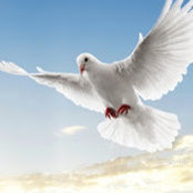 Cindy Tolman's photo