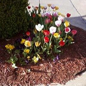 Jane Abdoveis's photo