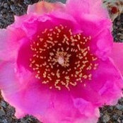 Carol Sloan Hurst's photo