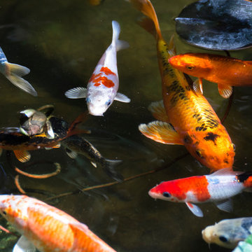Drought Tolerant Koi Pond and Landscaped Backyard!