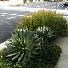 My Backyard (City of Santa Monica)