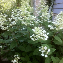 Bushes and Shrubs - Products