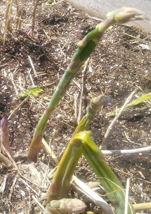 Asparagus damage?