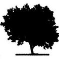 BIG OLIVE TREES's profile photo