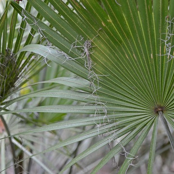 Saw Palmetto (Serenoa repens)