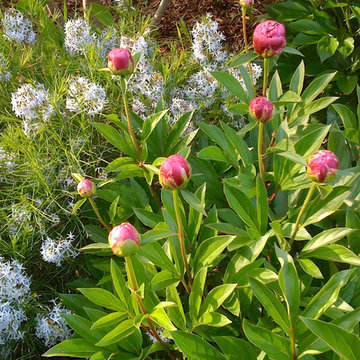 Green Springs: Growing a New Old Garden