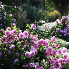 Gardening