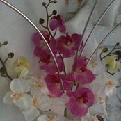 Yolande Laclabere's photo