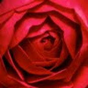 Michael Callan's photo