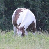 Running Springs's photo