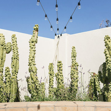 Cactus Wren