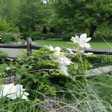 Clematis