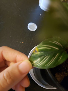 calathea leaves turning yellow and brown at tips. few crispy edges. | Houzz  Forum