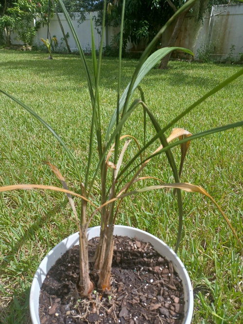 Leaves curling up on Baby queen palms?