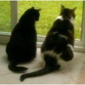 Foto von Alison R. Brown