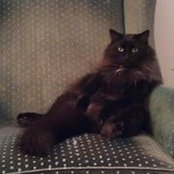 Lisa Cutrufello's photo