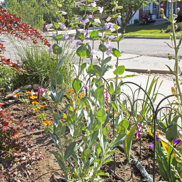 Large beardtongue / Penstemon grandiflorus
