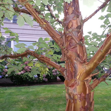 Mr. "Roger's" Street Trees & Rolls Royce Garden Beds
