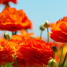 flowerdy-dowerdy-doo-dah