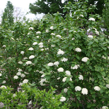 Red Balloon™ Viburnum