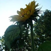 Natalie Thompson's photo